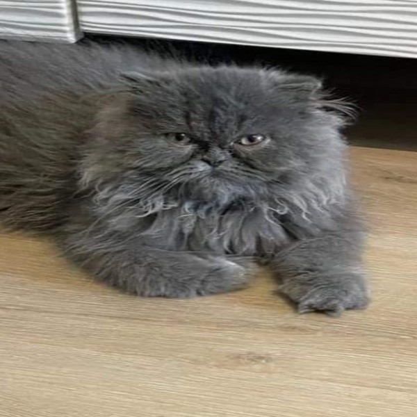 Boubou