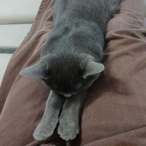 Chouquette
