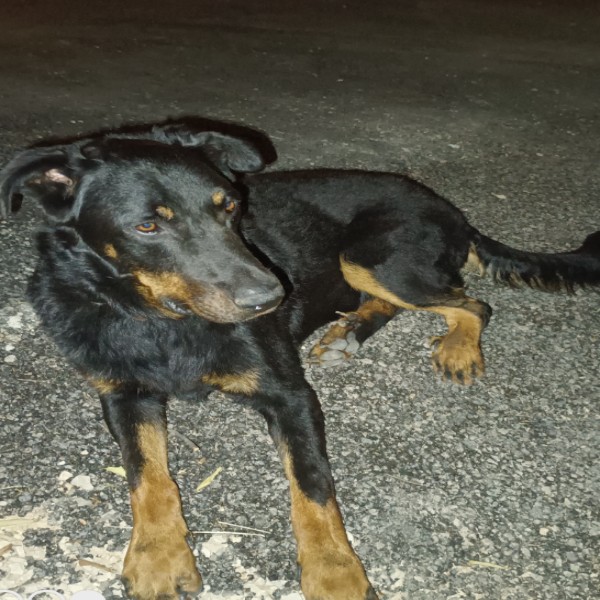 Basile