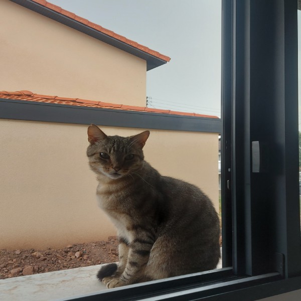 Simba