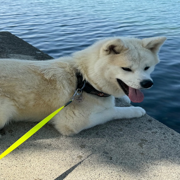 Maya