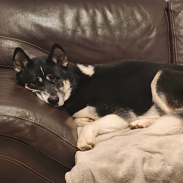 Taiko