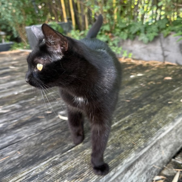 Kiki