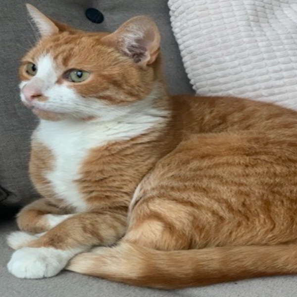 Pamplemousse
