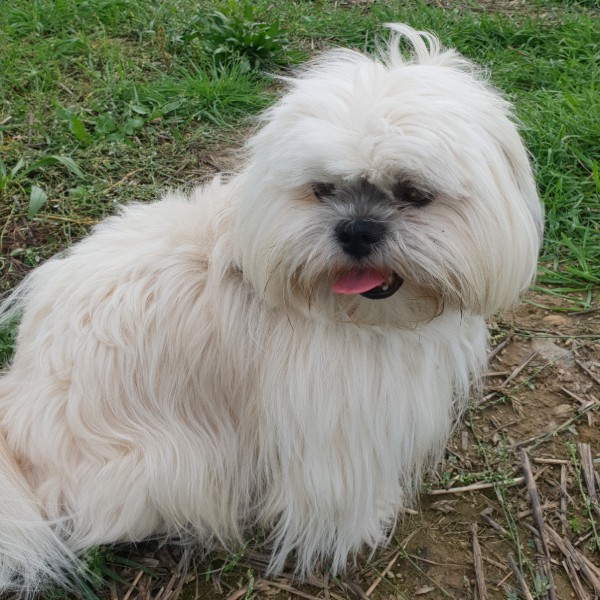 Paco (Chien gardé régulièrement)