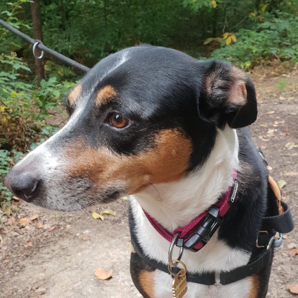 Vanille (chienne gardée pendant 3 étés)