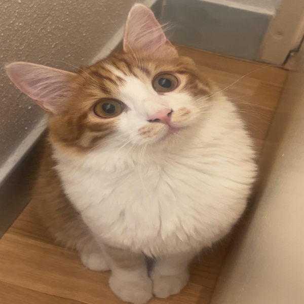 Potté
