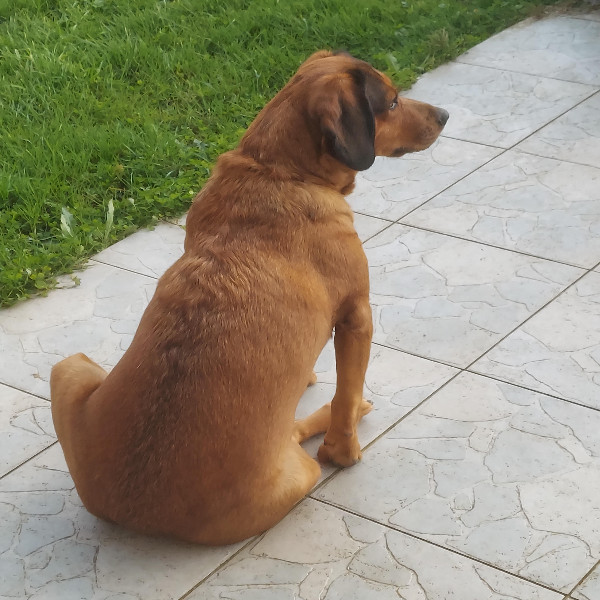 Maya