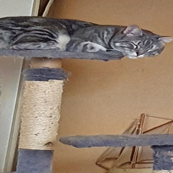 Zora