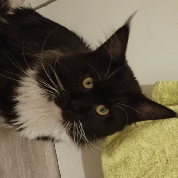 Kovu