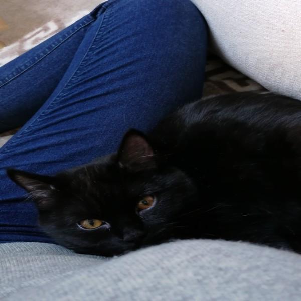 Bagheera