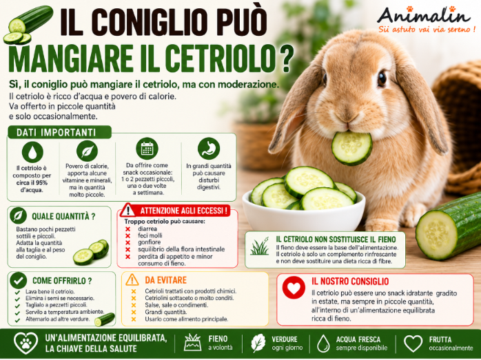 🥒 Il coniglio può mangiare il cetriolo? La guida completa (2026)