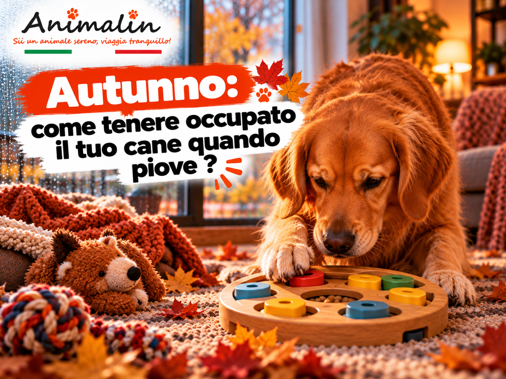 🌧️ Autunno: come tenere occupato il tuo cane quando piove?