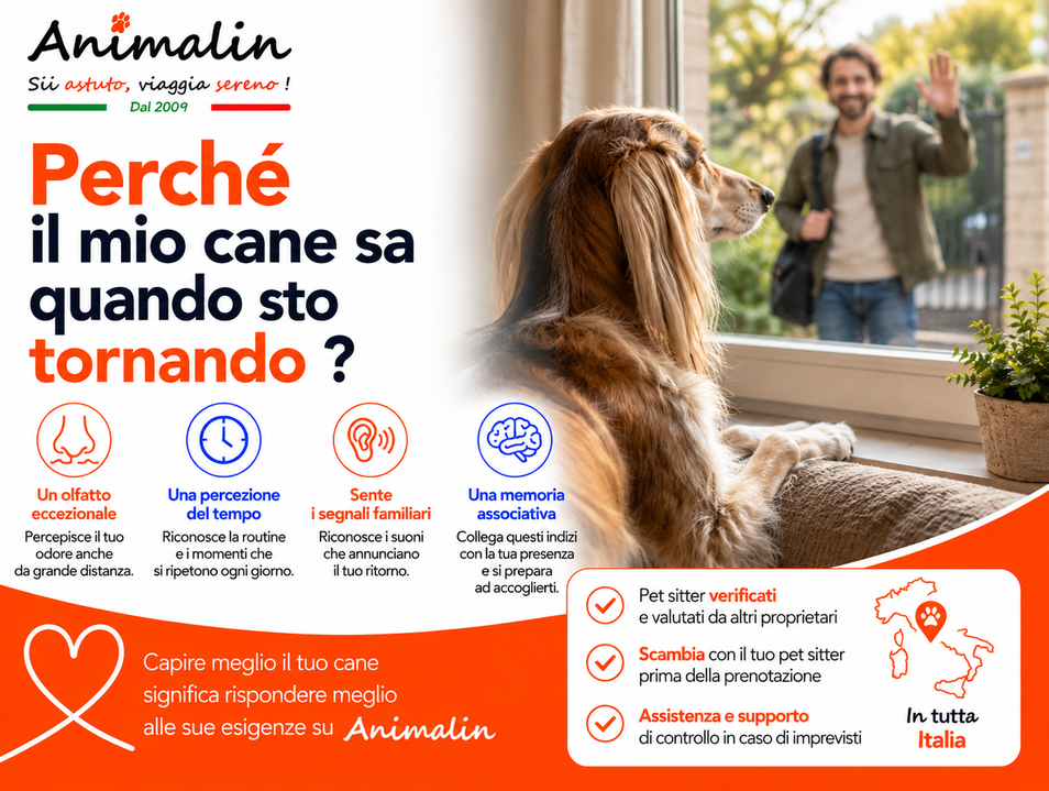 🤔 E perché il mio cane sa quando sto per tornare?