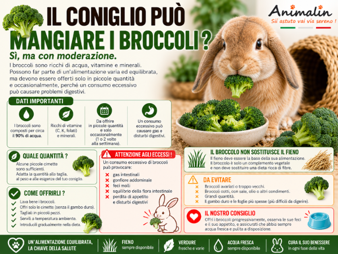🥦 Il coniglio può mangiare i broccoli? La guida completa (2026)