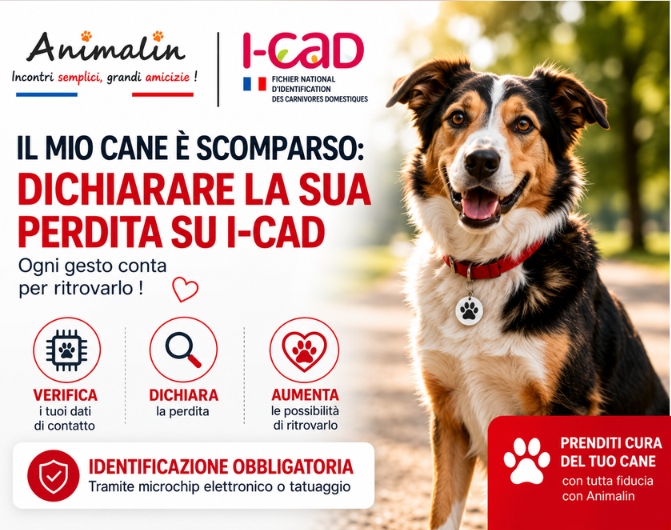 🐶 Il mio cane è scomparso: come dichiarare la sua perdita su I-CAD? La guida completa (2026)