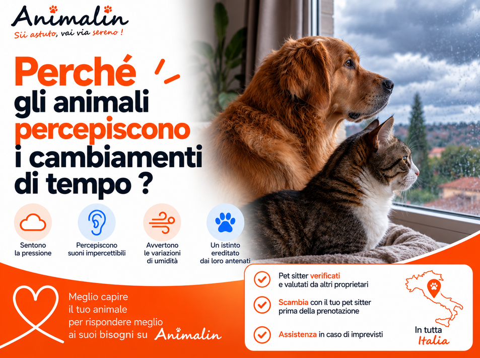 🤔 E perché gli animali sentono i cambiamenti meteorologici prima di noi? Cosa permette loro di rilevare il loro istinto
