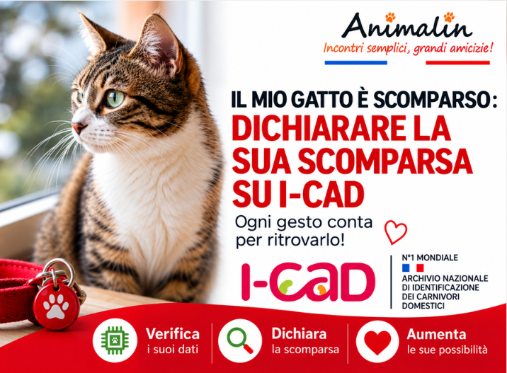 🆔 Il mio gatto è scomparso: come dichiararne la perdita su I-CAD? La guida completa (2026)