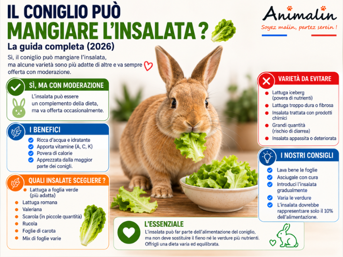 🥬 Il coniglio può mangiare l'insalata? La guida completa (2026)