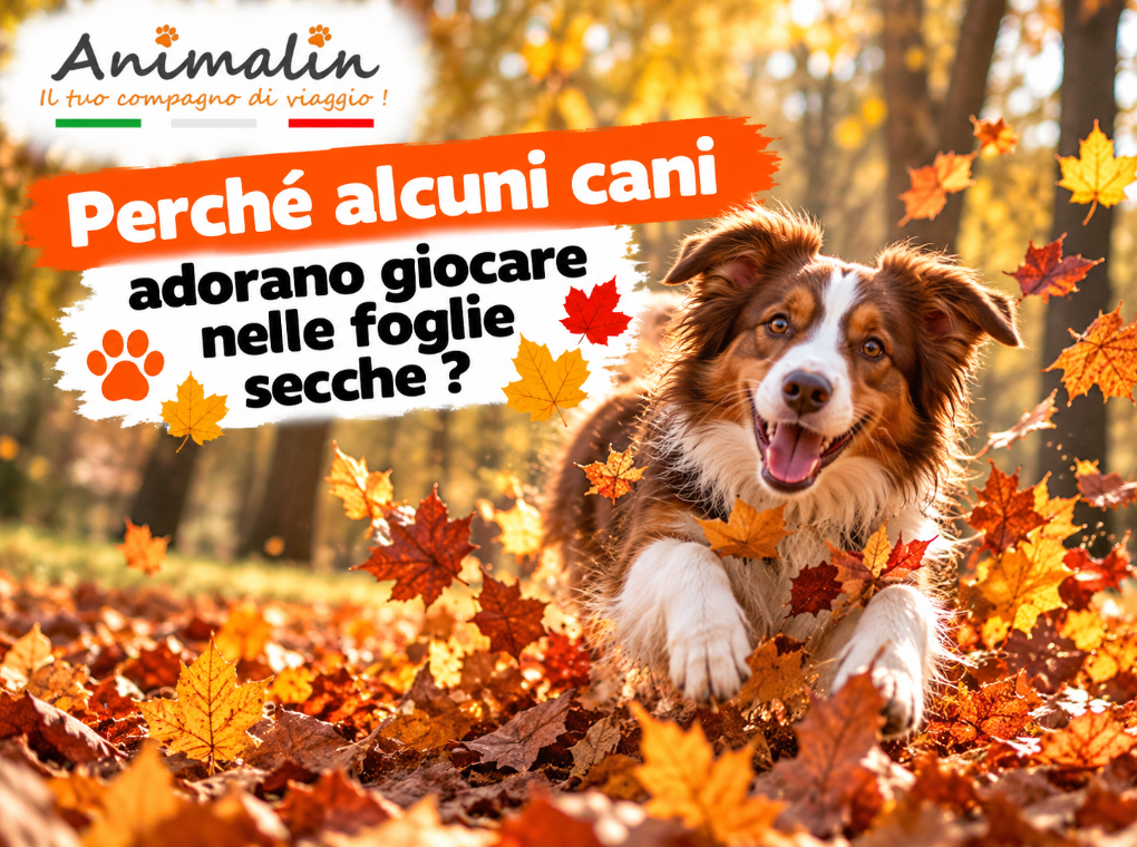 🍁 Perché alcuni cani adorano giocare tra le foglie morte?