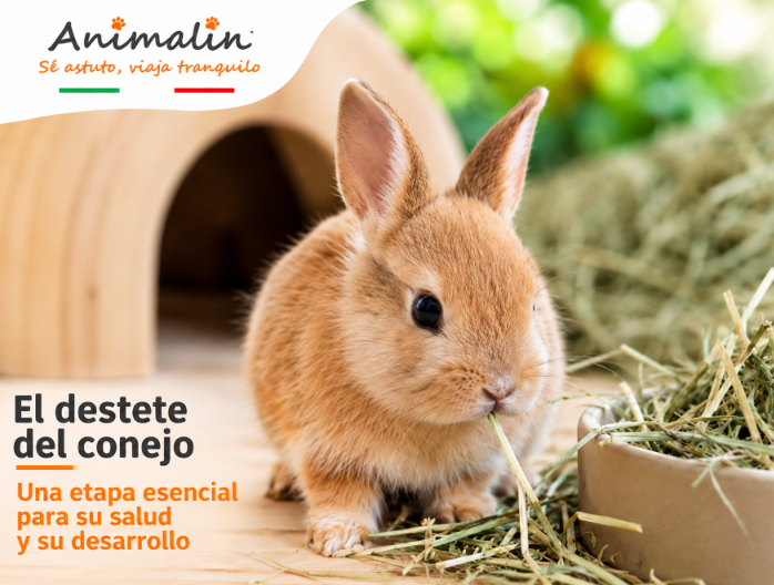 👶 A che età un coniglio viene svezzato? La guida completa allo svezzamento dei coniglietti (2026)