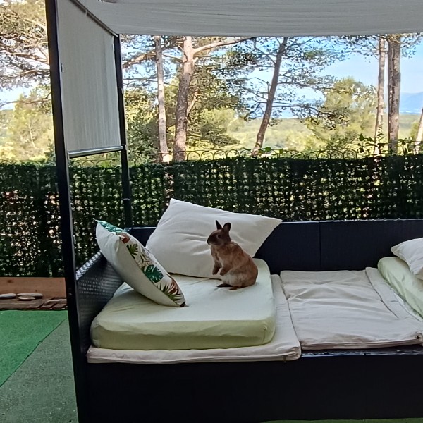 Foto dell'alloggio