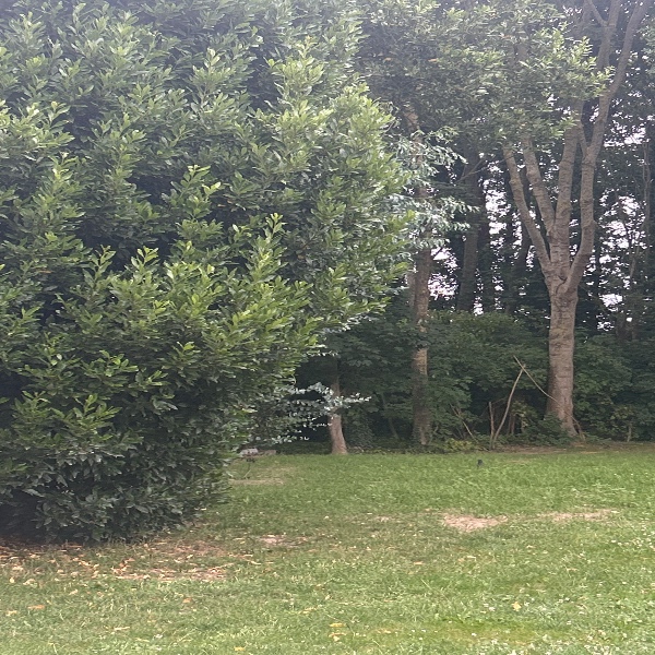 Foto dell'alloggio