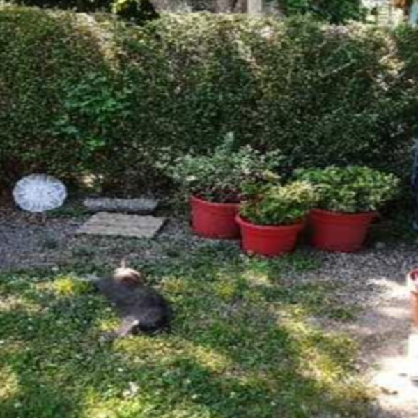 Foto dell'alloggio