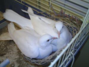 Foto dell'alloggio