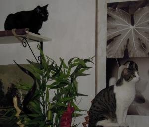 Foto dell'alloggio