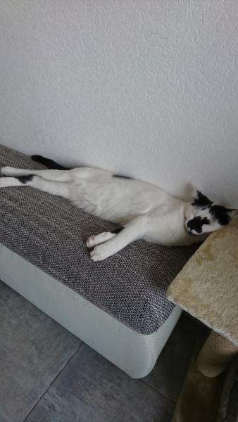 Foto dell'alloggio