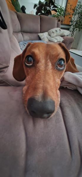 Foto dell'alloggio