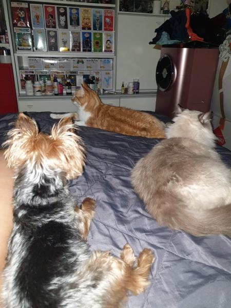 Foto dell'alloggio