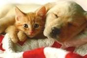 Foto dell'alloggio