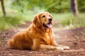 Foto dell'alloggio