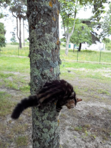 Foto dell'alloggio
