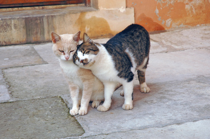 Foto dell'alloggio