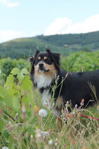 Foto dell'alloggio