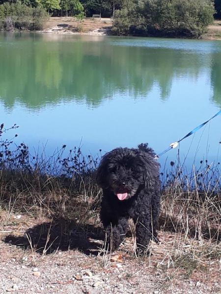 Foto dell'alloggio