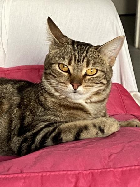 Foto dell'alloggio