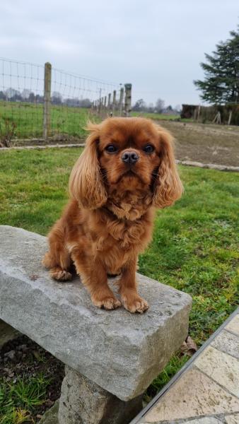 Foto dell'alloggio
