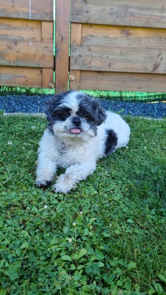 Foto dell'alloggio