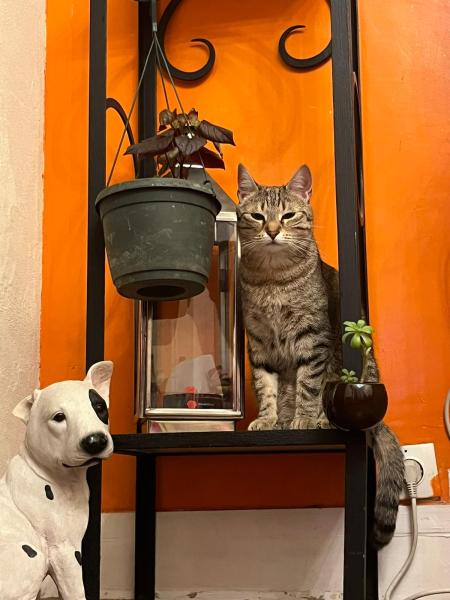 Foto dell'alloggio
