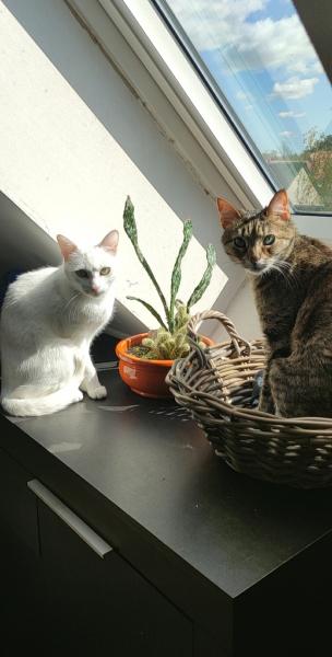 Foto dell'alloggio