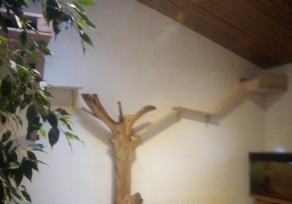 Foto dell'alloggio