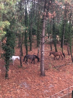 Foto dell'alloggio