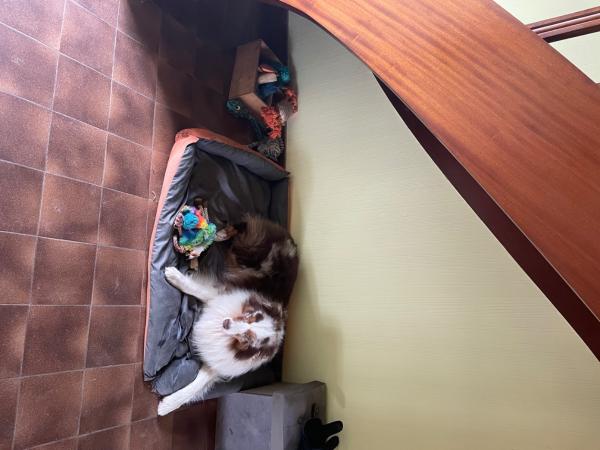 Foto dell'alloggio
