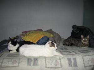 Foto dell'alloggio