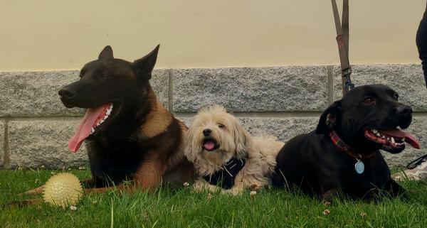 Foto dell'alloggio