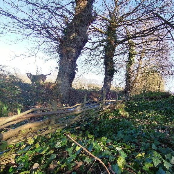 Foto dell'alloggio